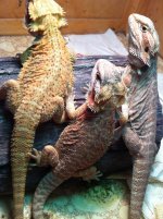 reptiles adult female 044.jpg