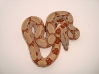 hypo female.jpg