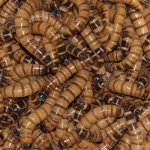superworms.jpg