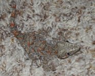 IMG_9816.jpg
