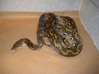 Classifieds 025.jpg