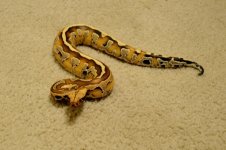 female borneo.jpg