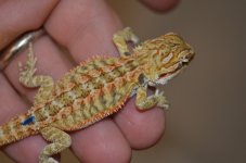 DSC_6868.jpg