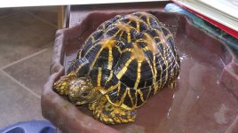 Star Tort.jpg