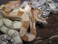 hypoalbinoaneryghostindoors 057.jpg