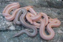2005 baby albinos and het 3.jpg