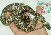 florida brooksi kingsnake.jpg