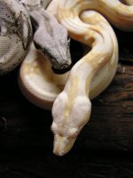 hypoalbinoaneryghostindoors 026.jpg