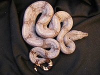 female exeptional amarili 001.jpg