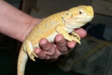 breeder4.jpg