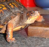 turtle.jpg