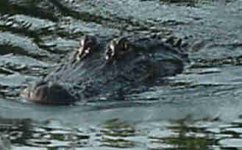 gator3.jpg