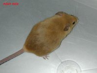 admouse.jpg