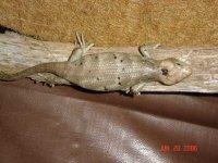 2nd Baby Female.web.jpg
