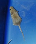 sm_mice1.jpg