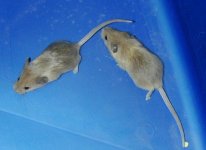 sm_mice2.jpg