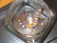 HT 2 weeks old lighter.jpg