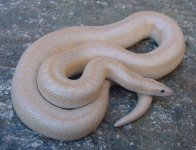 Whitewater Snow male 4.jpg