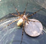 spider1.jpg