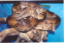 dark hypo.jpg