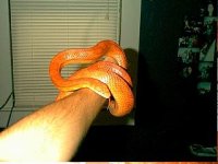 filihand.jpg