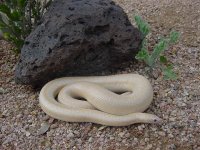 Whitewater Snow male 13.JPG