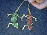 greendragons.jpg