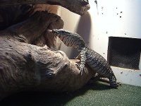 lacemonitor.jpg