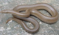 Unicolor-Ensenada 2.jpg