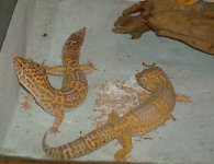 andy and gordon 1.jpg