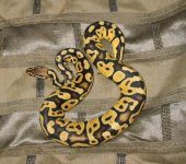 pastel female 001.jpg
