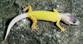 Baby banana blizzard.jpg