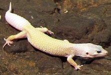 Banana Blizard.jpg