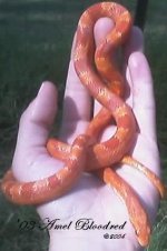 amel bloodred 03f.jpg