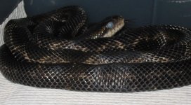 onyxinblue052104.jpg