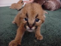 baby caracals.jpg