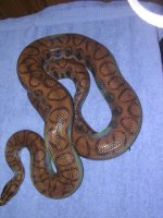 ghosaljunga7hypo 052.jpg