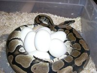 9feb05eggs7good1slugpastel.JPG