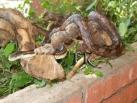 ratsnakefemale.jpg