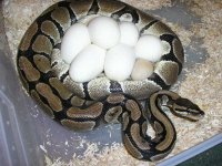 9feb05eggs7good1slugpastels.JPG