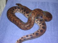 ghosaljunga7hypo 050.jpg