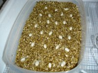 Sambava Eggs (1 day).JPG