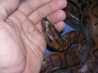 ghosaljunga7hypo 053.jpg