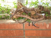 ratsnakemale.jpg