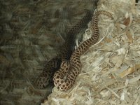 WesternHognose1.jpg