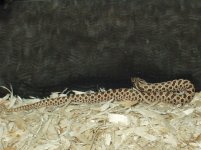 WesternHognose3.jpg