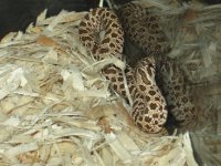 WesternHognose6.jpg