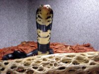 forest cobra.jpg