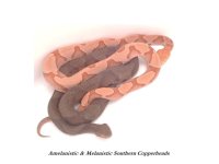 albinoand blackcopperheads.jpg
