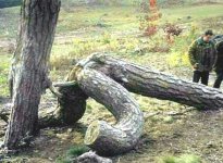 treestump7.jpg